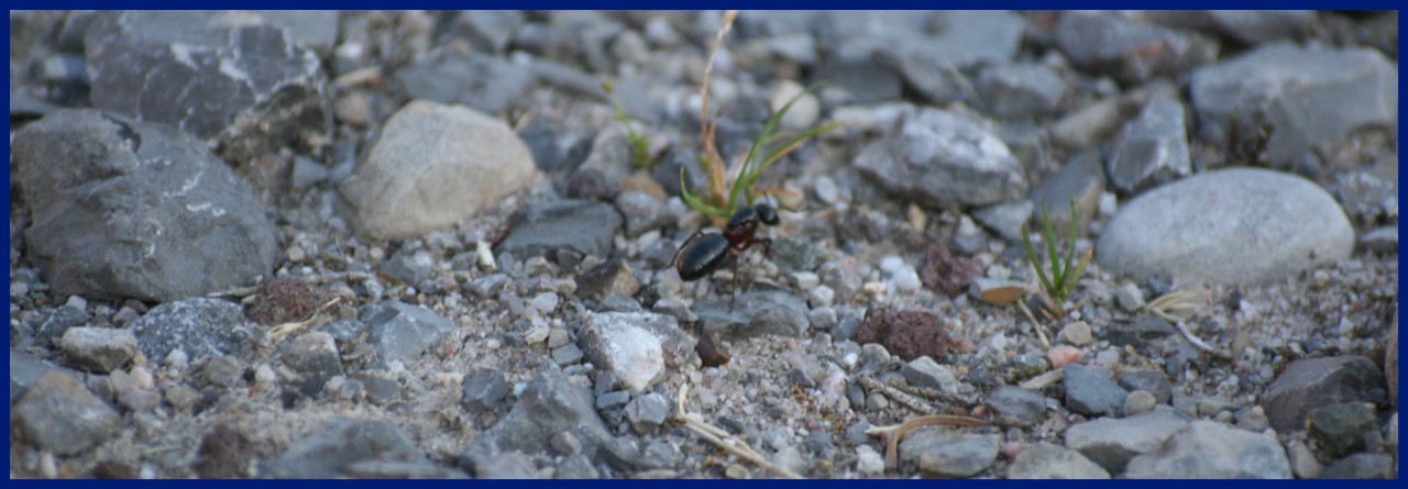 Ameise auf einem Weg aus Schotter